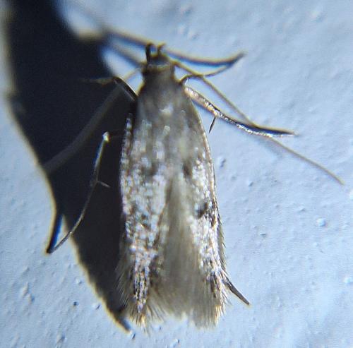 Réf. 349 735 : Borkhausenia nefrax